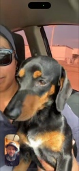 Reunited Male Dog last seen Redbluff terrace neighborhood, Pasadena, TX 77506
