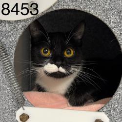 Shelter Stray Female Cat last seen Near Vicksburg Ln N, Minneapolis, MN 55446, USA, 11350 89th Ave N, Maple Grove, MN 55369, USA