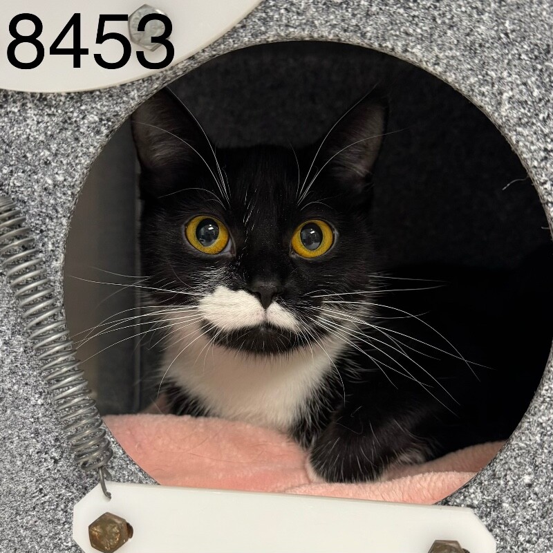Shelter Stray Female Cat last seen Near Vicksburg Ln N, Minneapolis, MN 55446, USA, 11350 89th Ave N, Maple Grove, MN 55369, USA