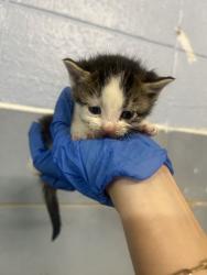 Shelter Stray Male Cat last seen Near E Gentile St, Layton, UT 84040, USA, 1422 E 600 N, Fruit Heights, UT 84037, USA
