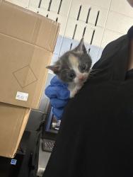 Shelter Stray Female Cat last seen Near E Gentile St, Layton, UT 84040, USA, 1422 E 600 N, Fruit Heights, UT 84037, USA