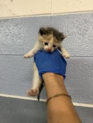Shelter Stray Female Cat last seen Near E Gentile St, Layton, UT 84040, USA, 1422 E 600 N, Fruit Heights, UT 84037, USA