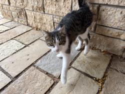 Found/Stray Unknown Cat last seen Garfoot road, Jim Garfoot Cir,  53515