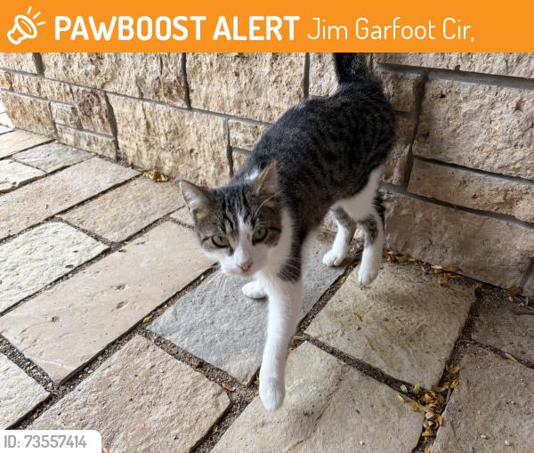 Found/Stray Unknown Cat last seen Garfoot road, Jim Garfoot Cir,  53515
