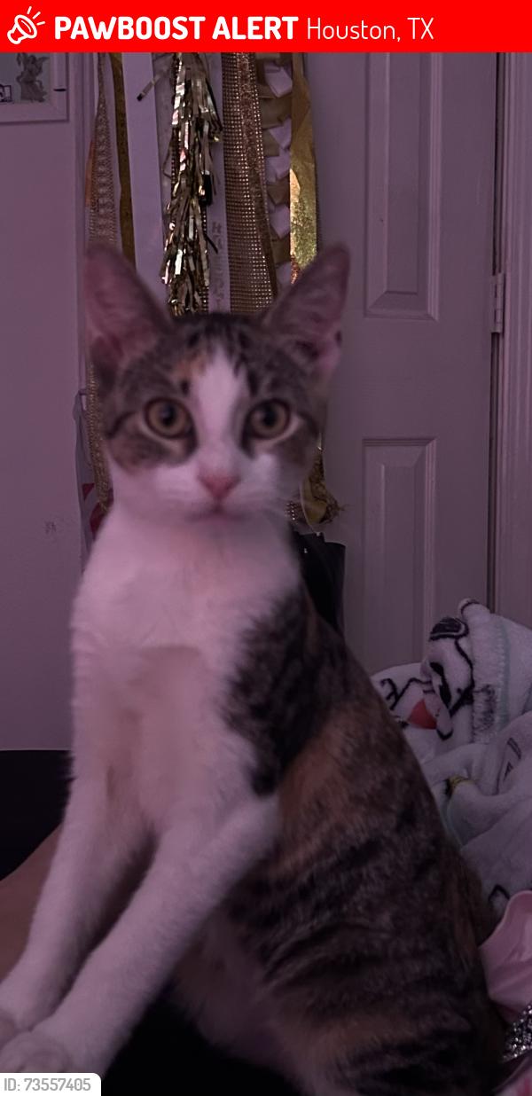 Lost Female Cat last seen Lanham Ln, Houston, TX 77075