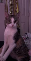 Lost Female Cat last seen Lanham Ln, Houston, TX 77075