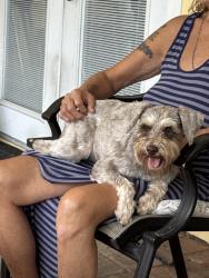 Found/Stray Female Dog last seen Hwy 60 Alamo drive, Brandon, FL 33510