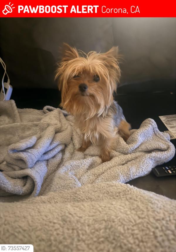 Lost Male Dog last seen McKinley and s promenade, Corona, CA 92879