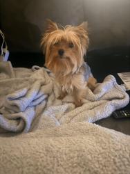Lost Male Dog last seen McKinley and s promenade, Corona, CA 92879