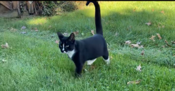 Lost Male Cat last seen Berlin High School, Delaware, OH 43015
