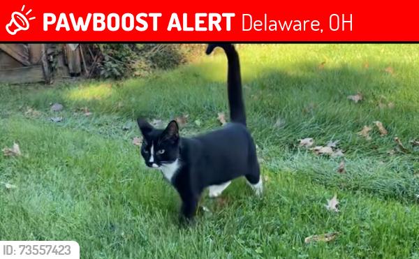 Lost Male Cat last seen Berlin High School, Delaware, OH 43015