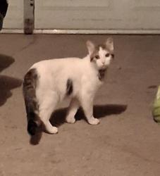 Reunited Unknown Cat last seen Van Buren, Hopkins, MN 55305