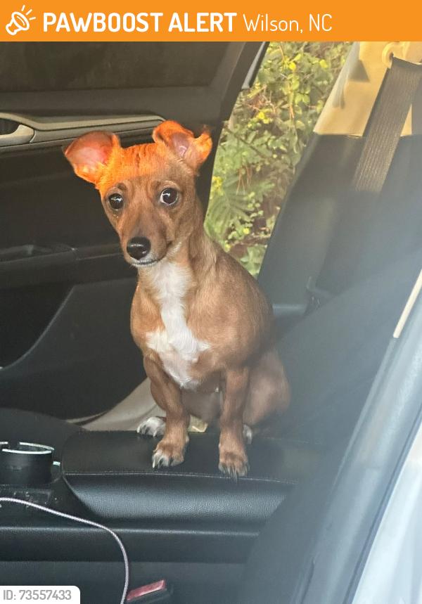 Found/Stray Female Dog last seen At a pond, Wilson, NC 27893