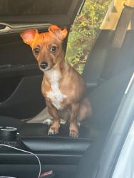Found/Stray Female Dog last seen At a pond, Wilson, NC 27893