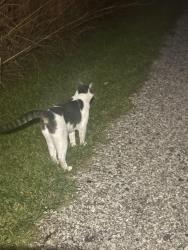 Reunited Female Cat last seen Orchard Hills Trail by the Gazebo in Wauconda, Wauconda, IL 60084