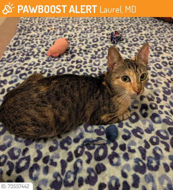 Found/Stray Female Cat last seen Belle Ami Drive and Cherry Lane, Laurel, MD 20707