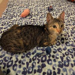 Found/Stray Female Cat last seen Belle Ami Drive and Cherry Lane, Laurel, MD 20707