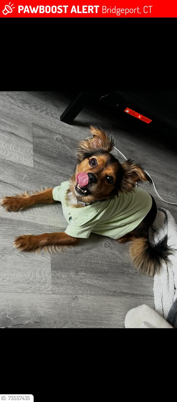Lost Male Dog last seen Trumbull ave Bridgeport, Bridgeport, CT 06606