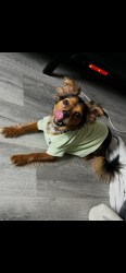 Lost Male Dog last seen Trumbull ave Bridgeport, Bridgeport, CT 06606