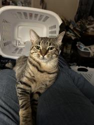 Lost Male Cat last seen Red Brook Ct & Red Brook Rd, Norfolk, VA 23513