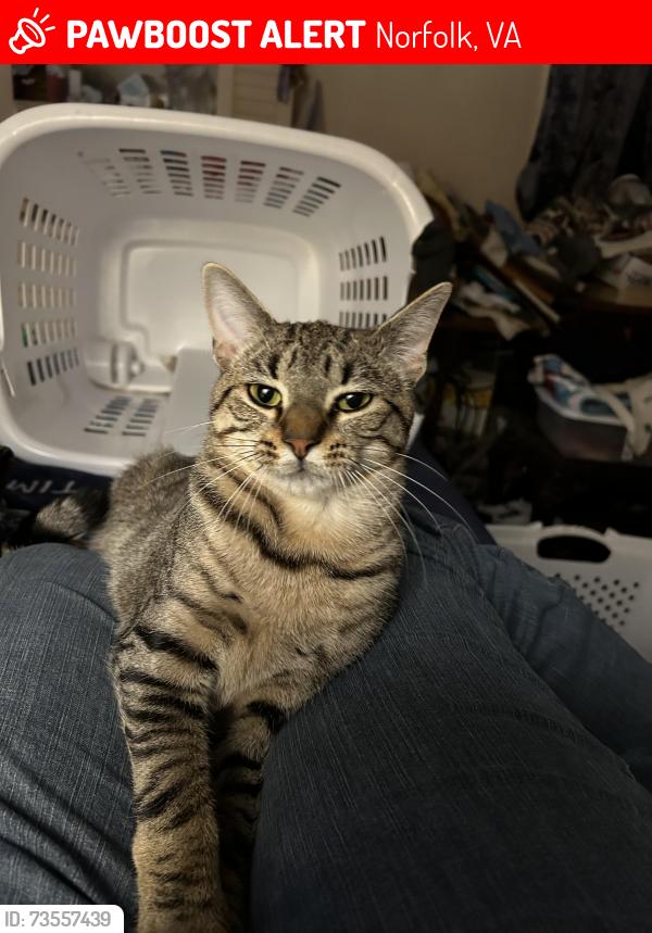 Lost Male Cat last seen Red Brook Ct & Red Brook Rd, Norfolk, VA 23513