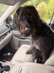 Reunited Male Dog last seen Edgefield Rd, Greensboro, Nc, Usa, Greensboro, NC 27409