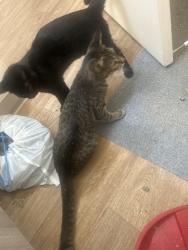 Reunited Male Cat last seen Wilakenzie, Eugene, OR 97401