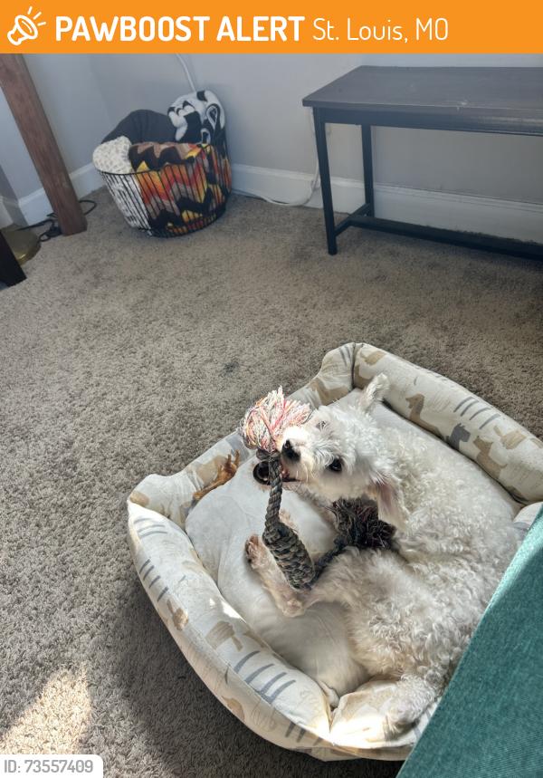 Found/Stray Male Dog last seen Near Partridge Ave, St. Louis, MO 63130