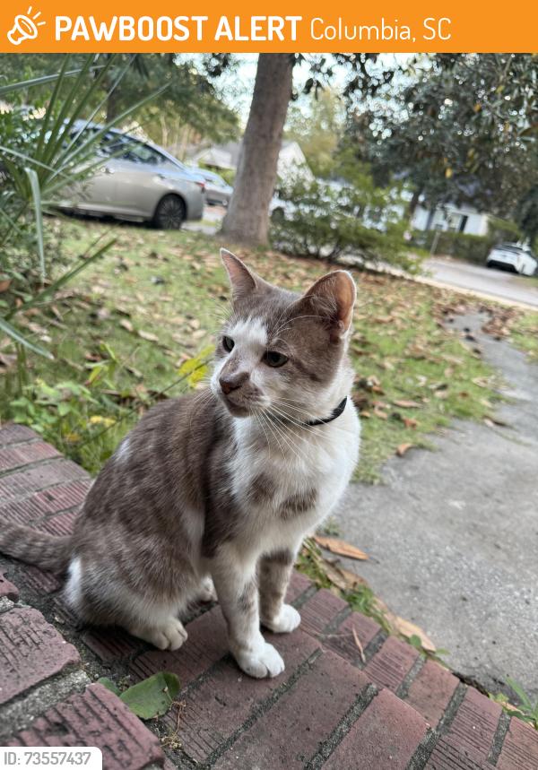 Found/Stray Unknown Cat last seen Prentice Avenue, Columbia, SC 29205