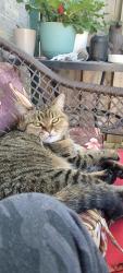 Lost Female Cat last seen Wellington/Hida, Aurora, ON L4G 6E5