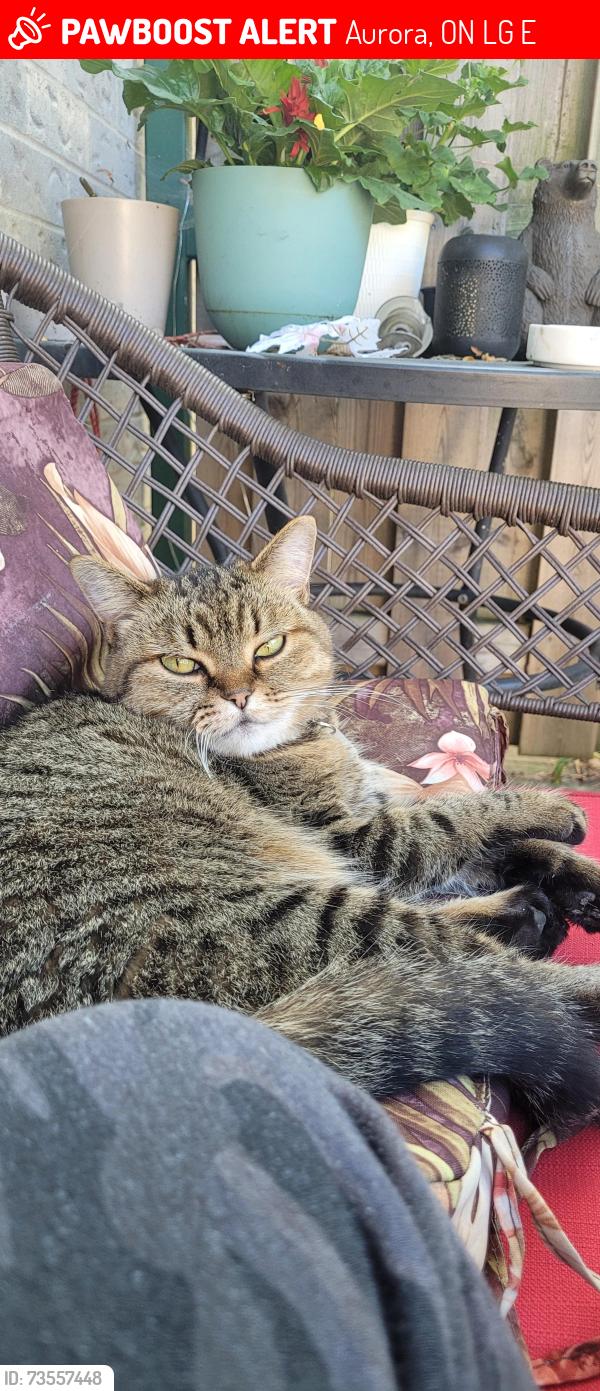 Lost Female Cat last seen Wellington/Hida, Aurora, ON L4G 6E5