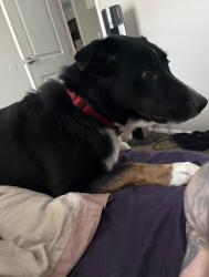 Lost Male Dog last seen Sawmill road, Columbus, OH 43220