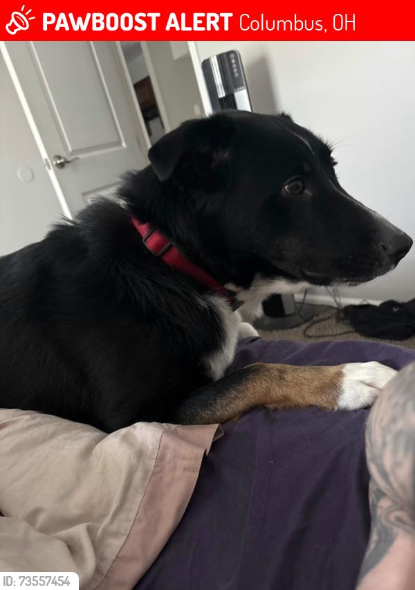 Lost Male Dog last seen Sawmill road, Columbus, OH 43220