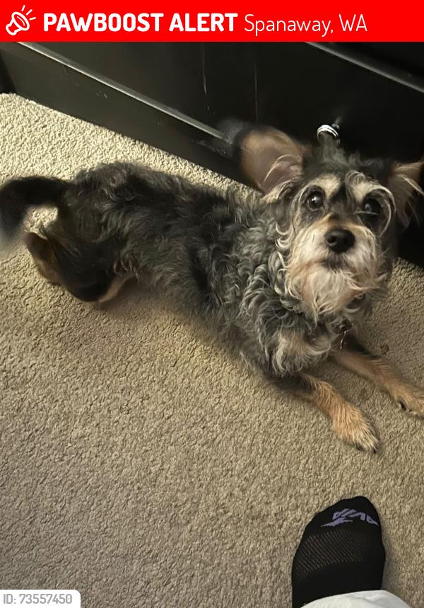 Lost Male Dog last seen 195th and 19th Ave ct e, Spanaway, WA 98387