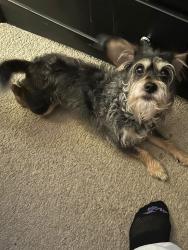 Lost Male Dog last seen 195th and 19th Ave ct e, Spanaway, WA 98387