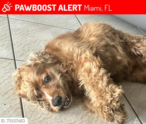 Lost Male Dog last seen Near terr 33187, Miami, FL 33187