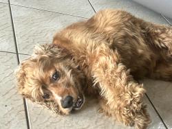 Lost Male Dog last seen Near terr 33187, Miami, FL 33187
