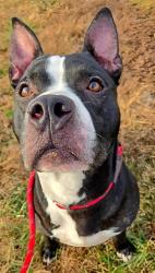 Shelter Stray Male Dog last seen Near BLOCK ROYAL AVE/N ELIZABETH AVE,63135, 10521 Baur Blvd, Olivette, MO 63132, USA
