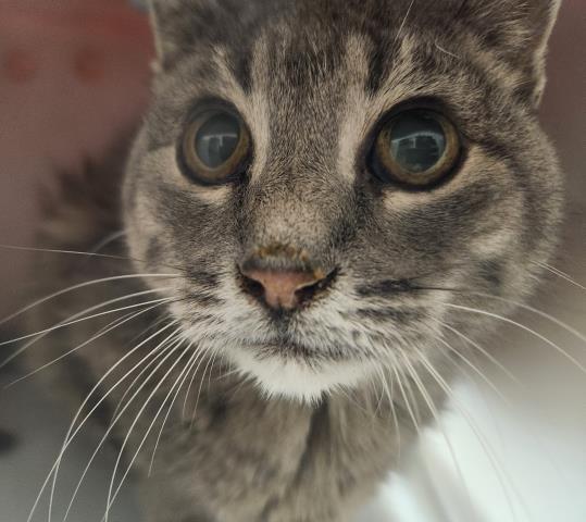 Shelter Stray Female Cat last seen Near BLOCK E CAROLINA DR, AURORA CO 80017, 2080 S Quebec St, Denver, CO 80231, USA