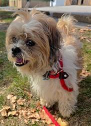 Shelter Stray Male Dog last seen Near BLOCK NORTHBUR LN, 10521 Baur Blvd, Olivette, MO 63132, USA