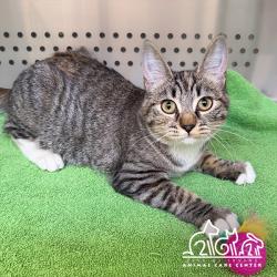 Shelter Stray Female Cat last seen TERRA BELLA/VISALIA, 92602, 6443 Oak Canyon, Irvine, CA 92618, USA