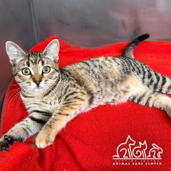Shelter Stray Female Cat last seen DEVONSHIRE/JEFFREY OPEN SPACE TRAIL, 92620, 6443 Oak Canyon, Irvine, CA 92618, USA