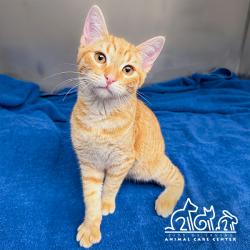 Shelter Stray Male Cat last seen DEVONSHIRE/JEFFREY OPEN SPACE TRAIL, 92620, 6443 Oak Canyon, Irvine, CA 92618, USA