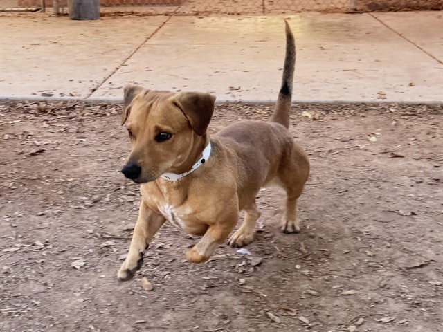 Shelter Stray Male Dog last seen 35TH AVE/DUNLAP, 5501 E Van Buren St, Phoenix, AZ 85008, USA