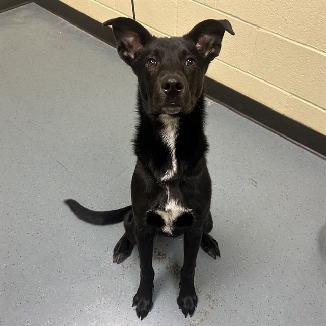 Shelter Stray Male Dog last seen Near BLOCK W BAYAUD AVE, DENVER CO 80223, 1241 W Bayaud Ave, Denver, CO 80223, USA