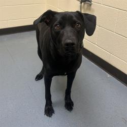 Shelter Stray Male Dog last seen Near BLOCK S PECOS ST, DENVER CO 80223, 1241 W Bayaud Ave, Denver, CO 80223, USA