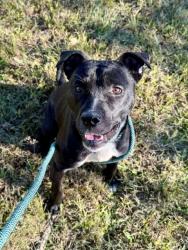 Shelter Stray Male Dog last seen Near BLOCK ZORN AVE, 3528 Newburg Rd, Louisville, KY 40218, USA