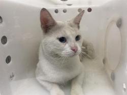 Shelter Stray Male Cat last seen Near BLOCK N 33RD ST, 3839 W Burnham St, West Milwaukee, WI 53215, USA
