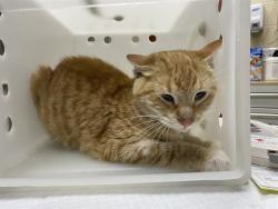 Shelter Stray Male Cat last seen Near BLOCK N 33RD ST, 3839 W Burnham St, West Milwaukee, WI 53215, USA