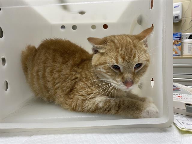 Shelter Stray Male Cat last seen Near BLOCK N 33RD ST, 3839 W Burnham St, West Milwaukee, WI 53215, USA